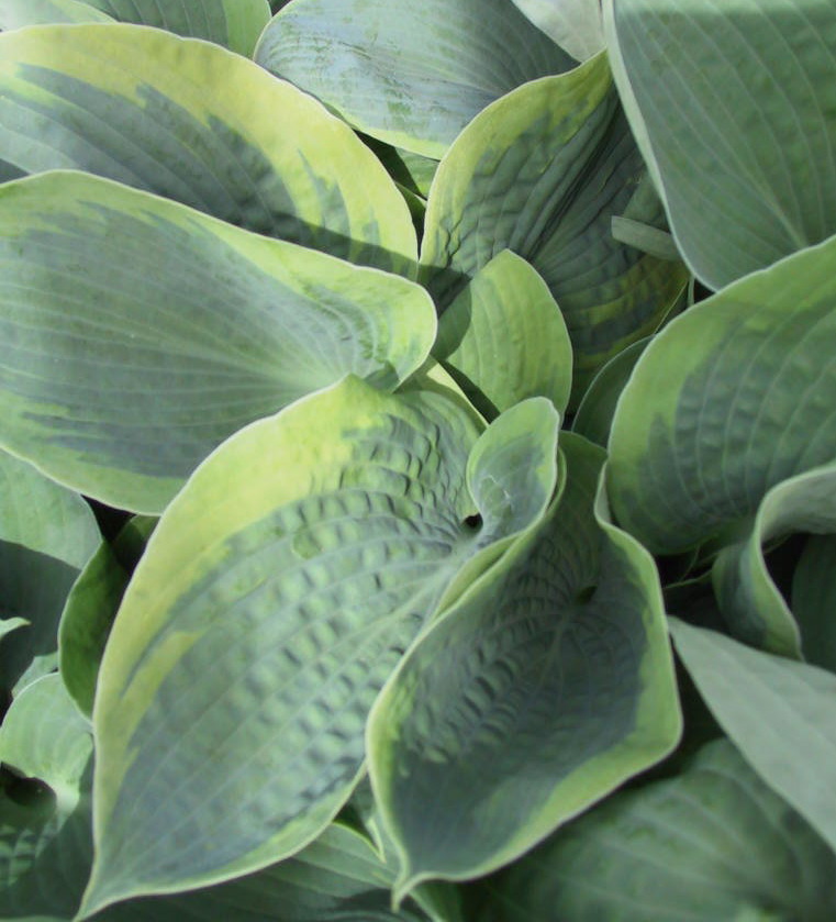 Hosta tokudama flavo-circinalis 05.jpg
